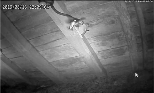 Black rat snake pulling barn swallow from nest